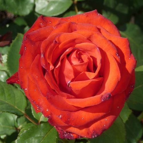 Online rózsa kertészet - teahibrid rózsa - vörös - Rosa Asja™ - diszkrét illatú rózsa - Samuel Darragh McGredy IV. - Világító, narancs-piros színű teahibrid rózsa.